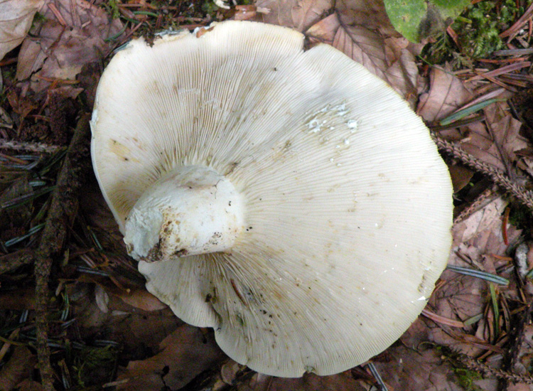 Due Lactarius biancastri